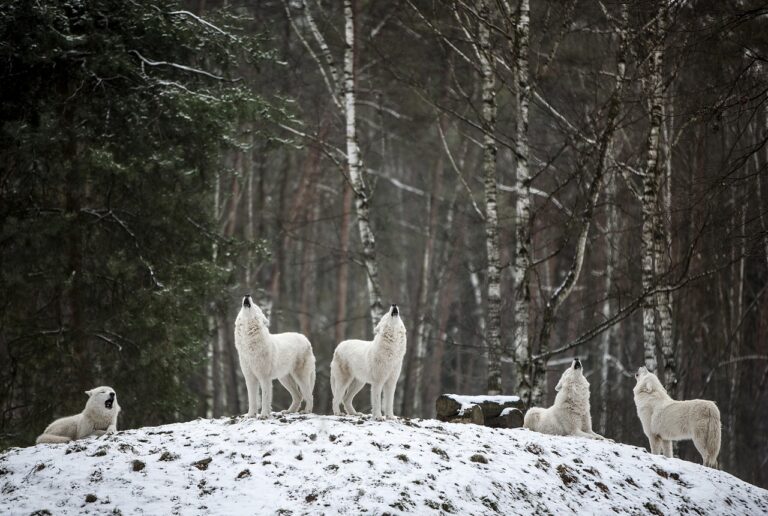 Lire la suite à propos de l’article Comment s’organise une meute de loups ?