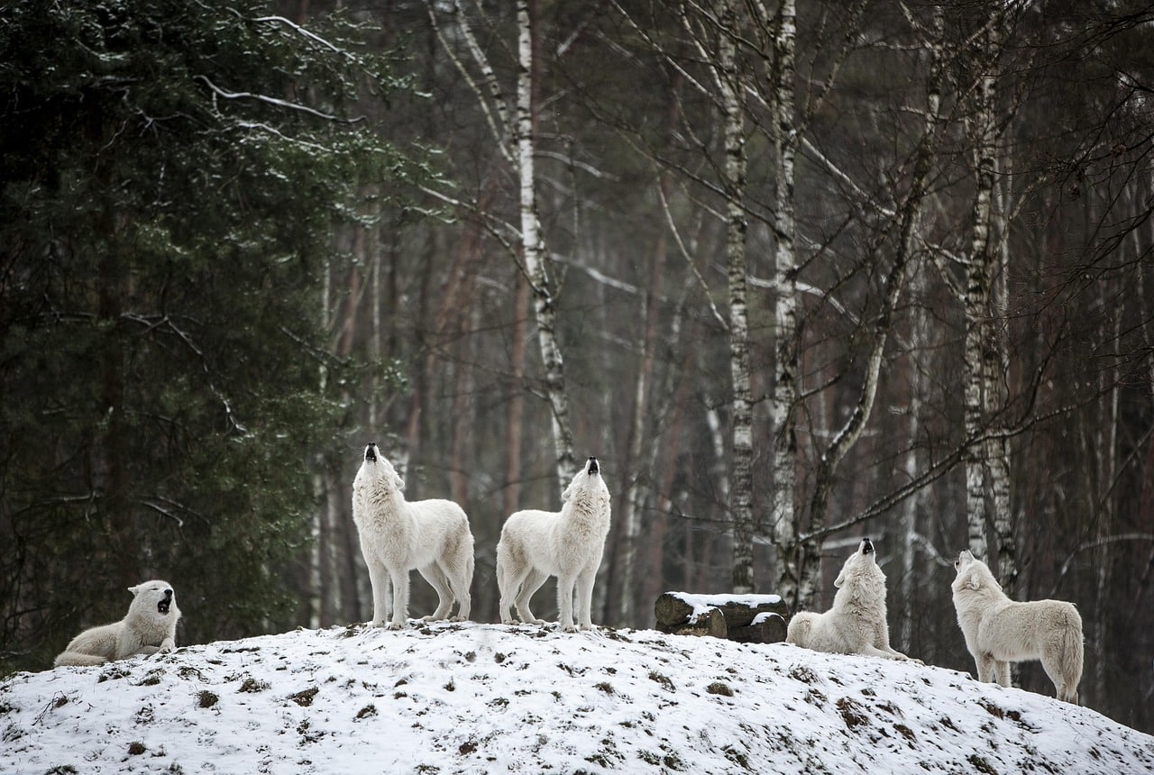 Lire la suite à propos de l’article Comment s’organise une meute de loups ?