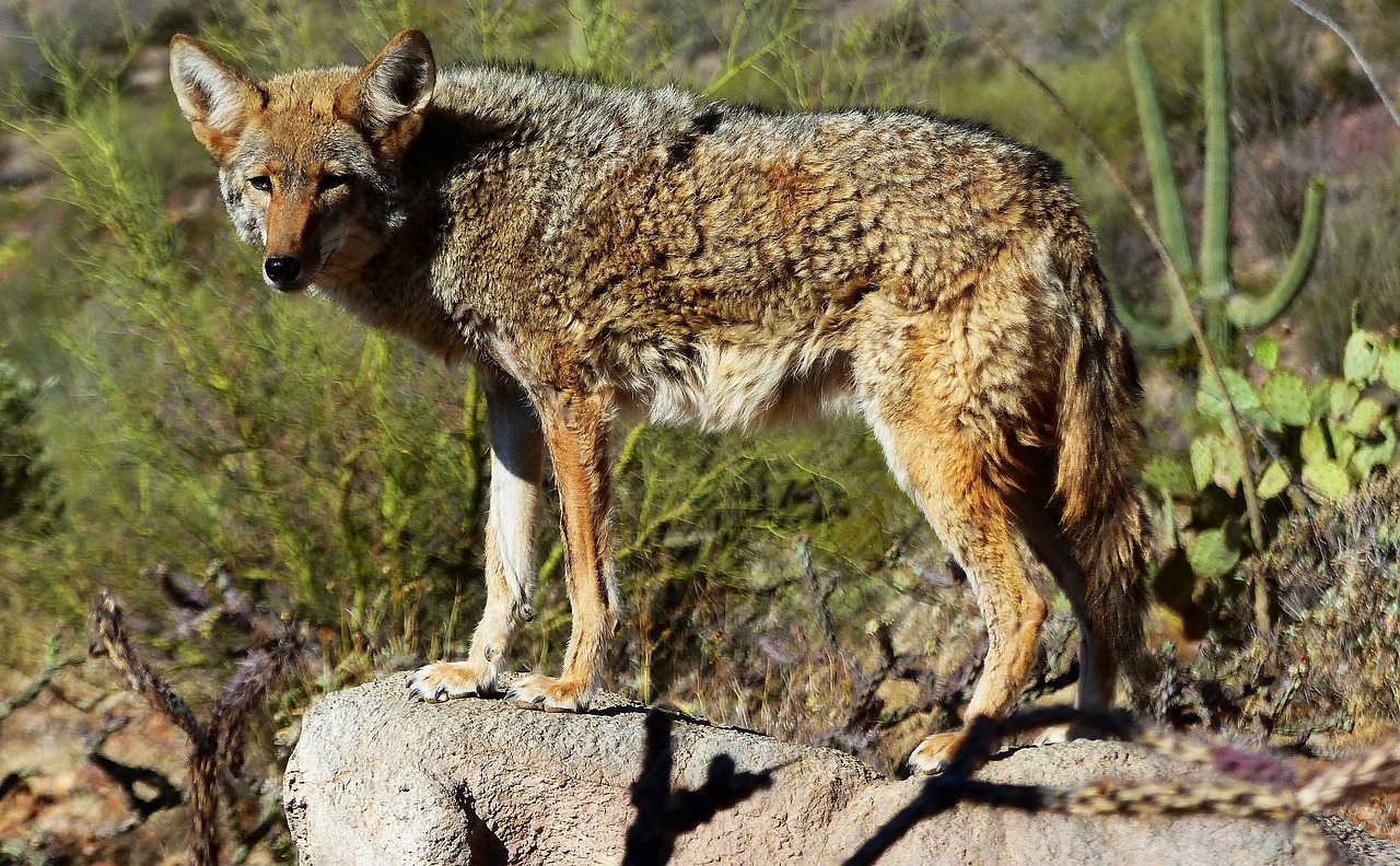 Lire la suite à propos de l’article Le coyote, proche parent du loup