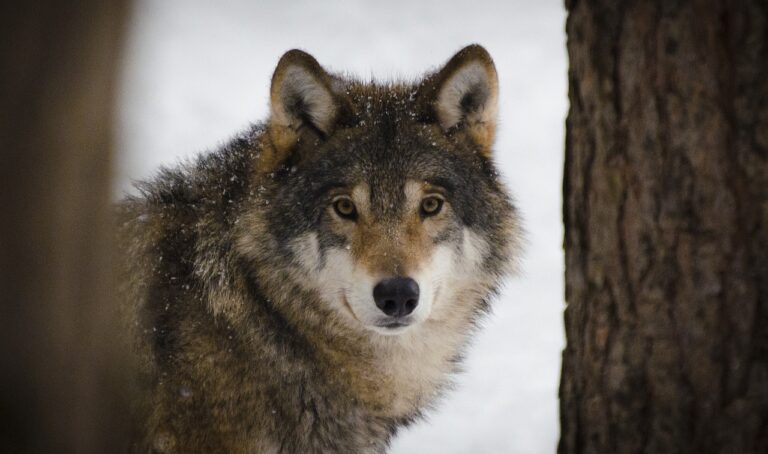 Lire la suite à propos de l’article Le loup : comment vit-il ? Ou est-il implanté en France ?