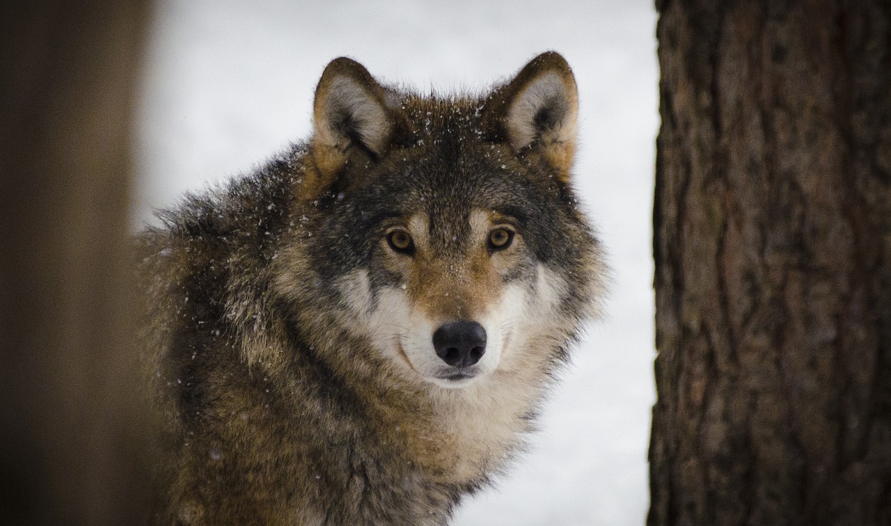Lire la suite à propos de l’article Le loup : comment vit-il ? Ou est-il implanté en France ?