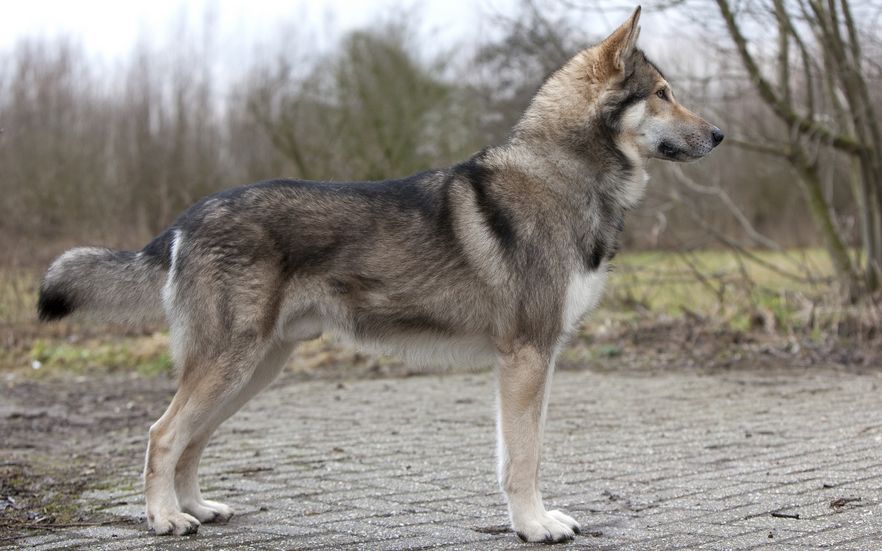 Lire la suite à propos de l’article Le chien-loup tchécoslovaque