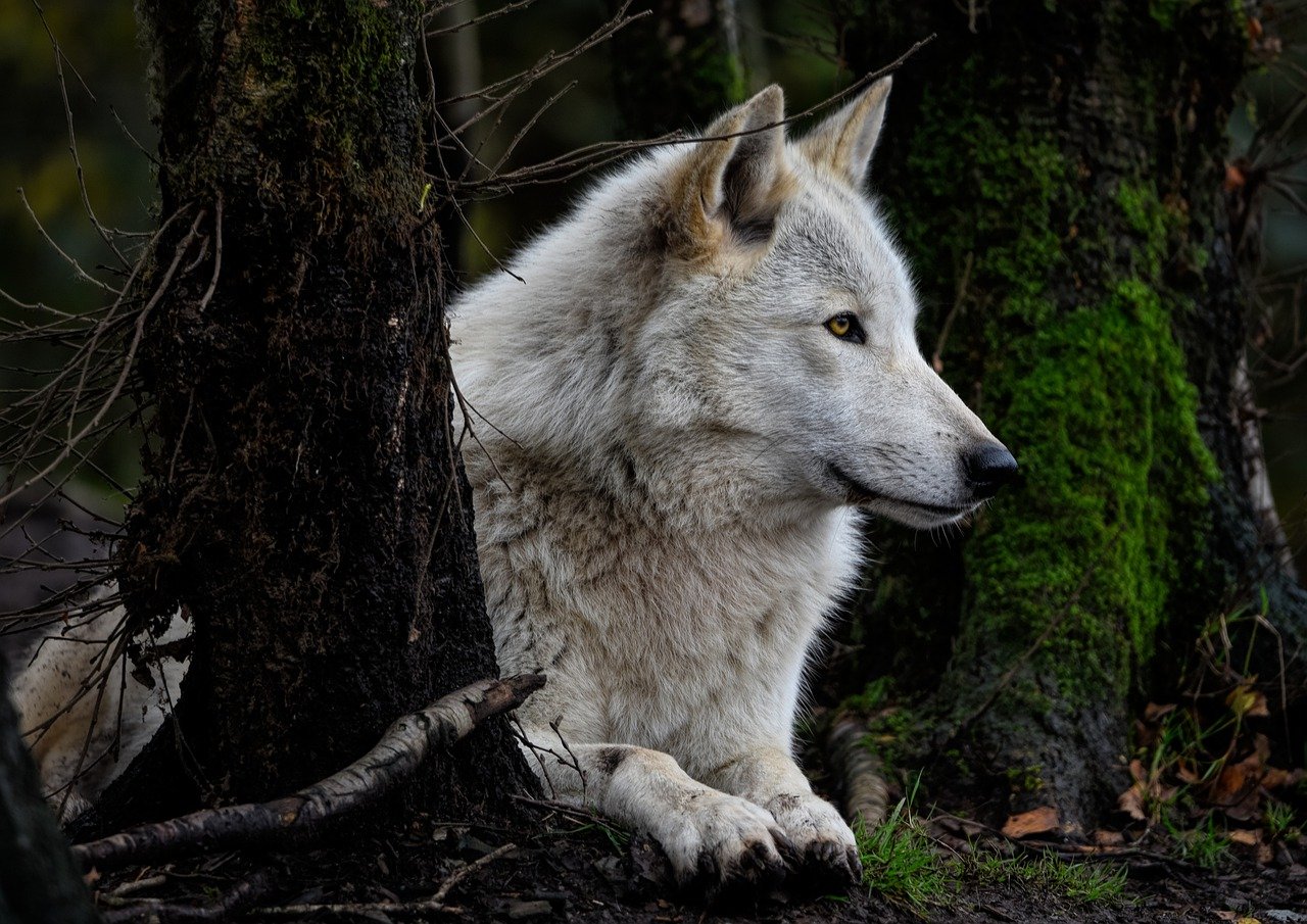 Lire la suite à propos de l’article Qui est le plus fort entre l’ours et le loup ?