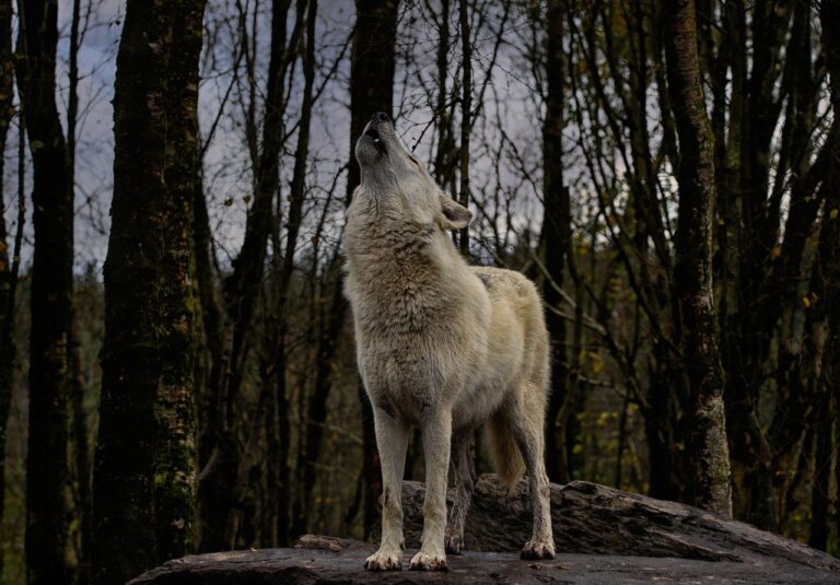 Lire la suite à propos de l’article Crier au loup : que veut dire cette expression ?
