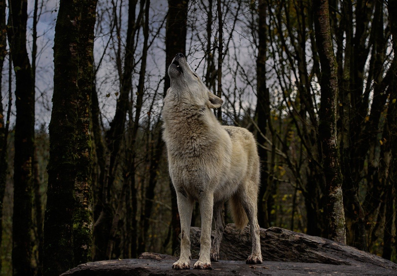 Lire la suite à propos de l’article Crier au loup : que veut dire cette expression ?