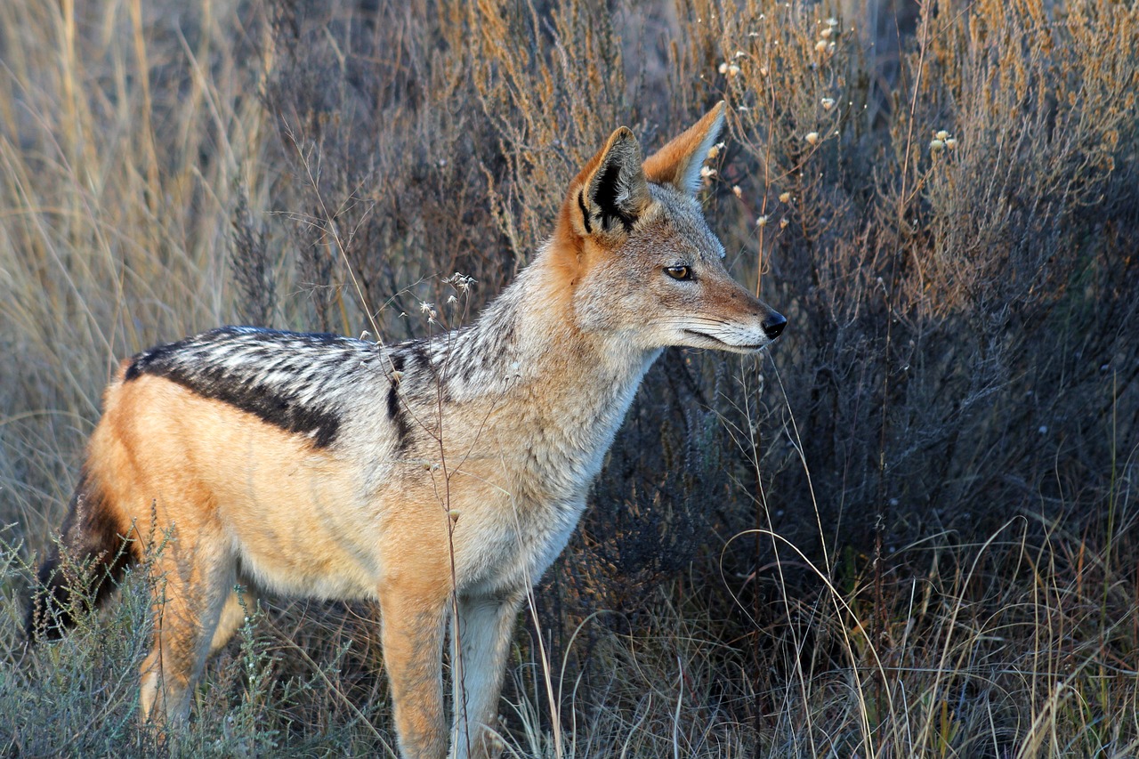 Lire la suite à propos de l’article Chacal, carnivore sauvage entre chien et loup
