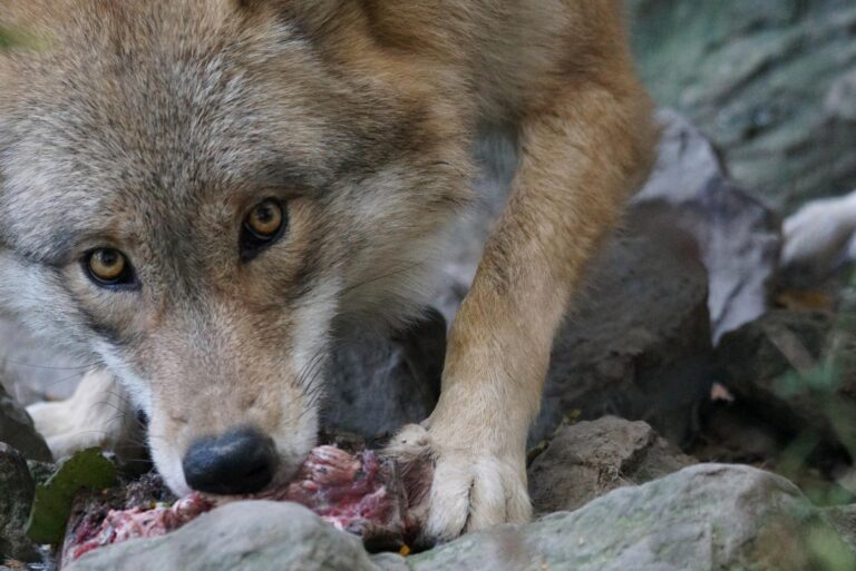 Lire la suite à propos de l’article Que mange le loup ? Tout savoir sur son alimentation