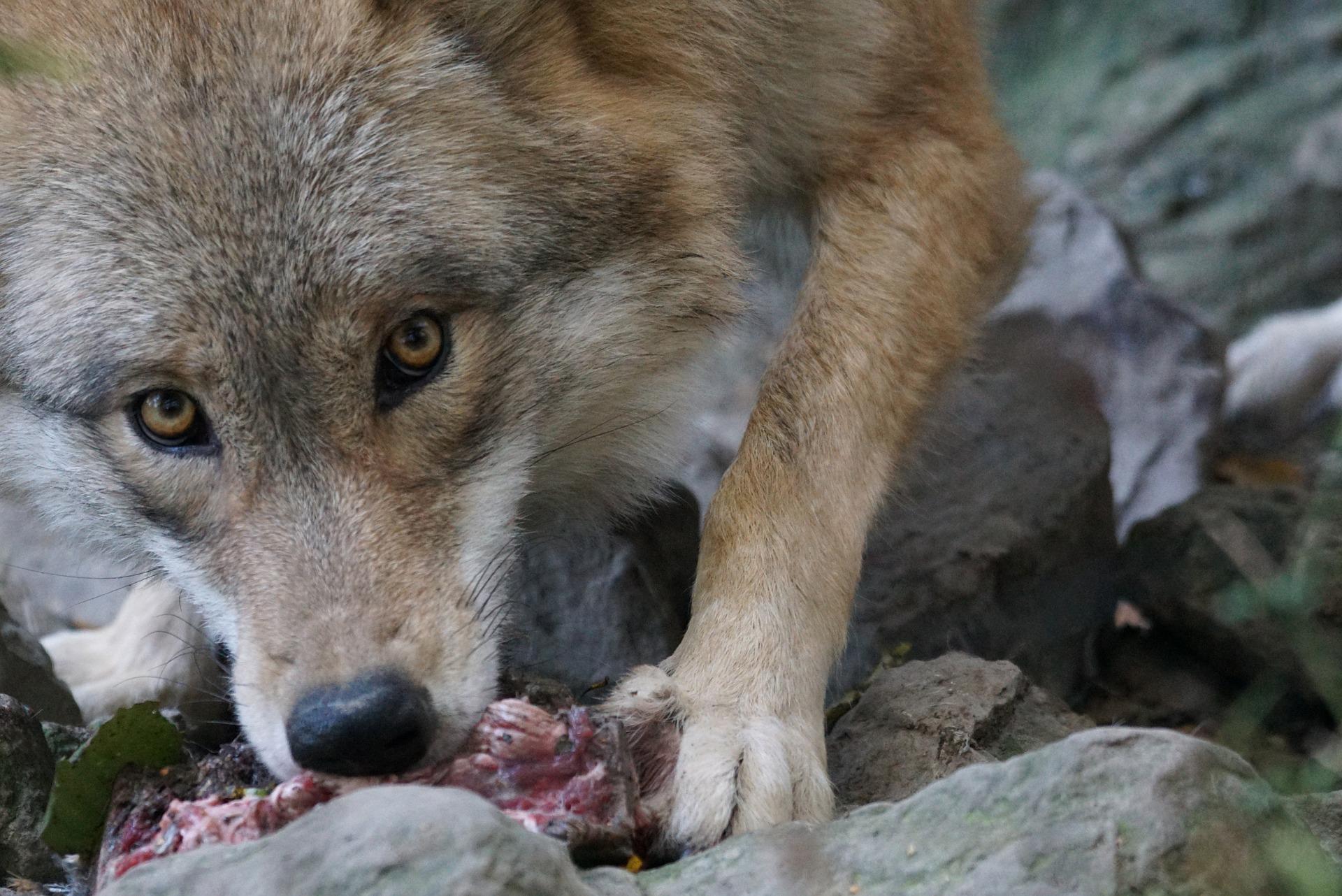 Lire la suite à propos de l’article Que mange le loup ? Tout savoir sur son alimentation
