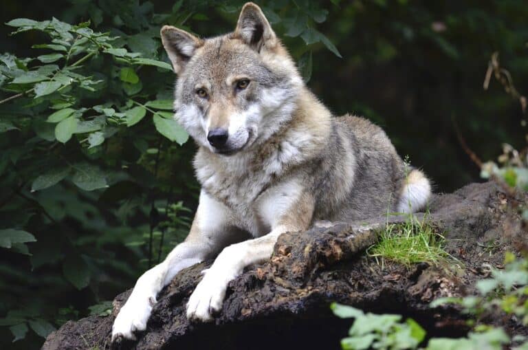 Lire la suite à propos de l’article Retour du loup en France : une chance pour la biodiversité ?
