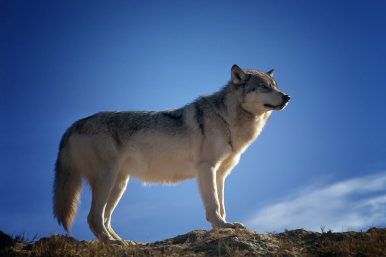 Lire la suite à propos de l’article Le loup
