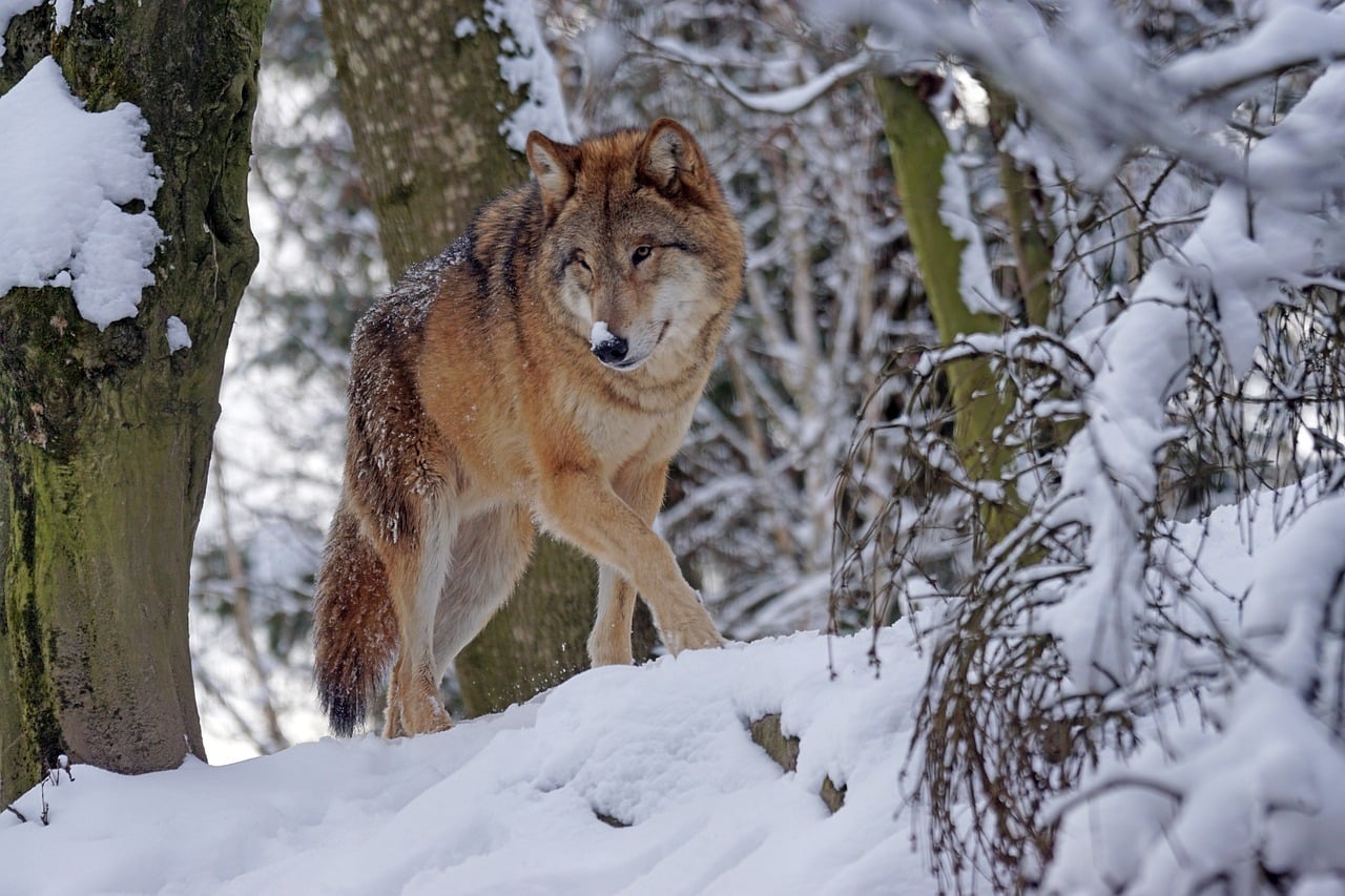 Lire la suite à propos de l’article Combien de temps vit un loup ? Quelle espérance de vie ?
