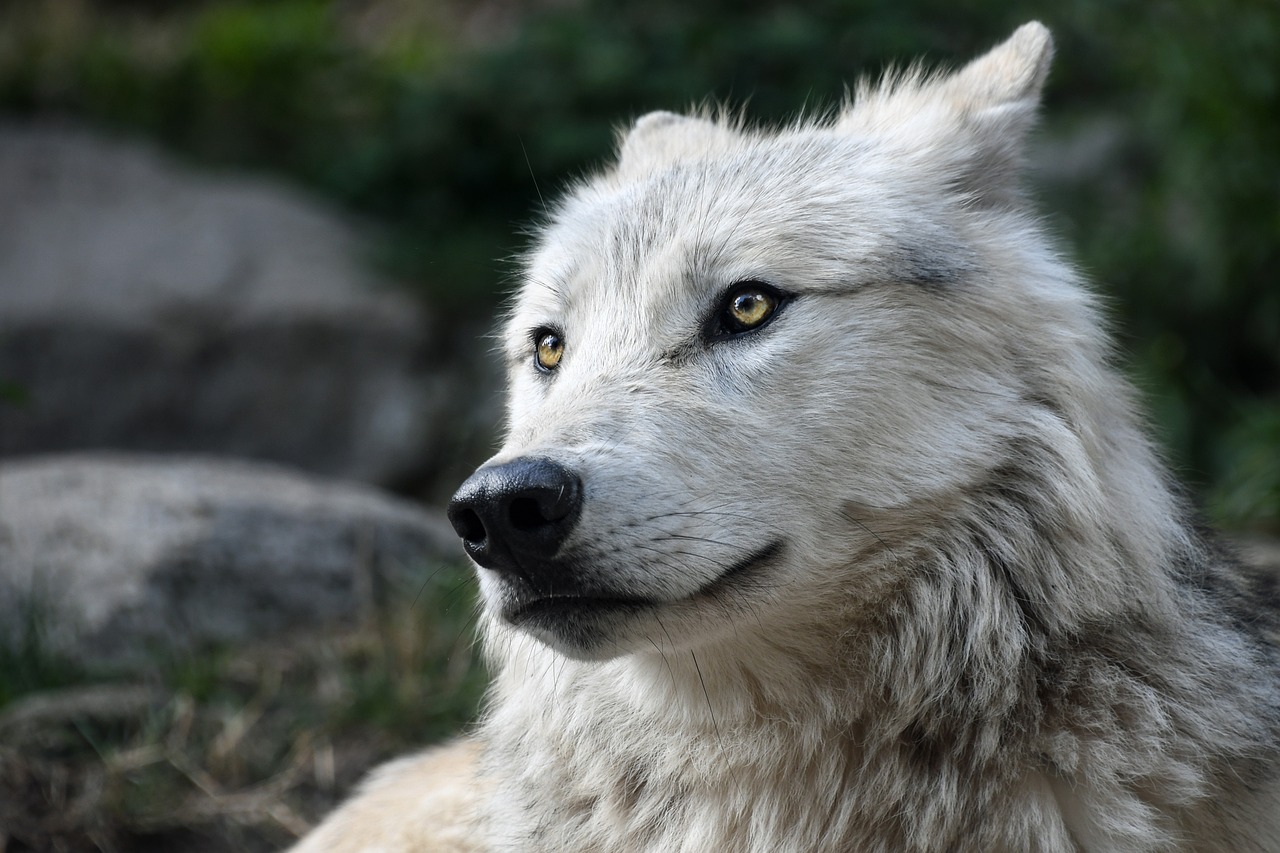 Lire la suite à propos de l’article Qui sont les prédateurs du loup ?