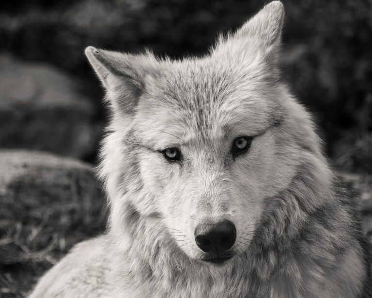 Lire la suite à propos de l’article Être connu comme le loup blanc : que dit cette expression ?
