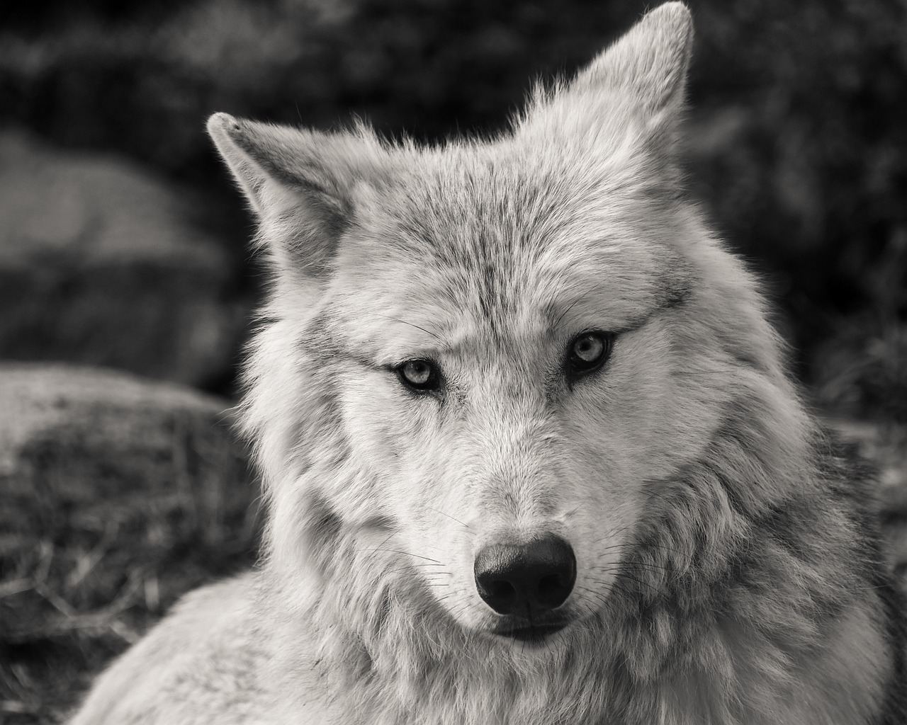 Lire la suite à propos de l’article Être connu comme le loup blanc : que dit cette expression ?