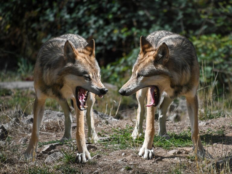 Lire la suite à propos de l’article Se jeter dans la gueule du loup : que veut dire cette expression ?