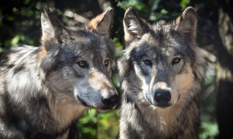 Lire la suite à propos de l’article Loup gris, le plus commun des loups