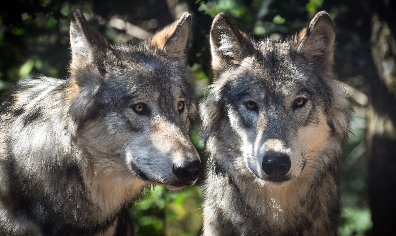 Lire la suite à propos de l’article Loup gris, le plus commun des loups
