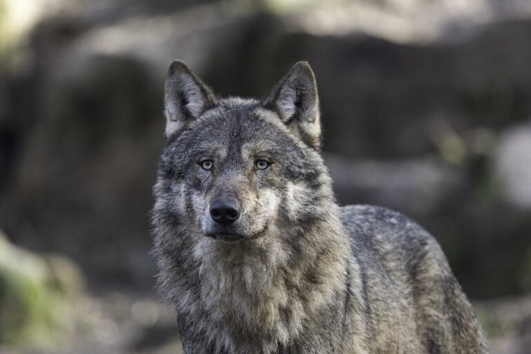 Lire la suite à propos de l’article La domestication du loup : où, quand, comment ?