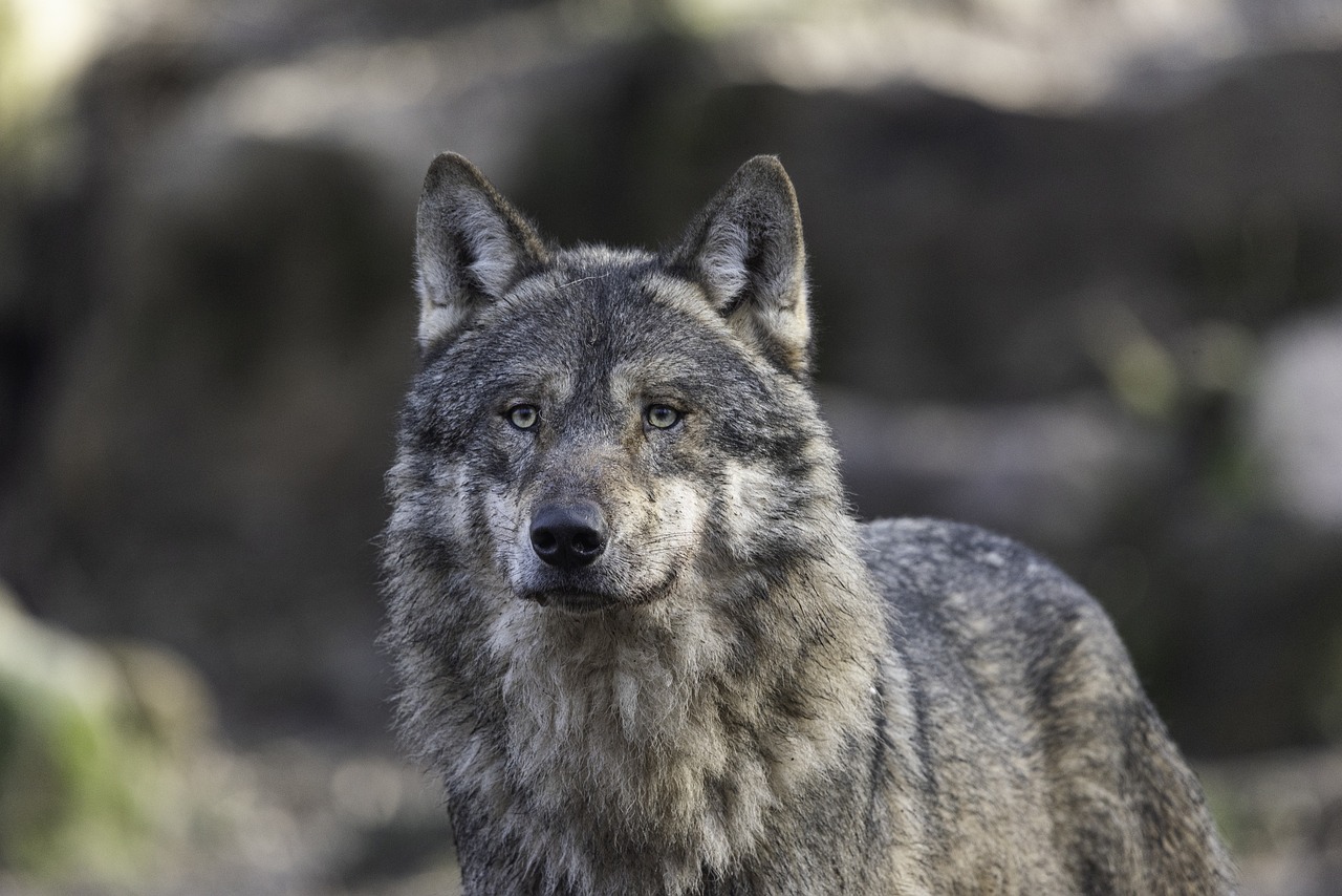 Lire la suite à propos de l’article La domestication du loup : où, quand, comment ?