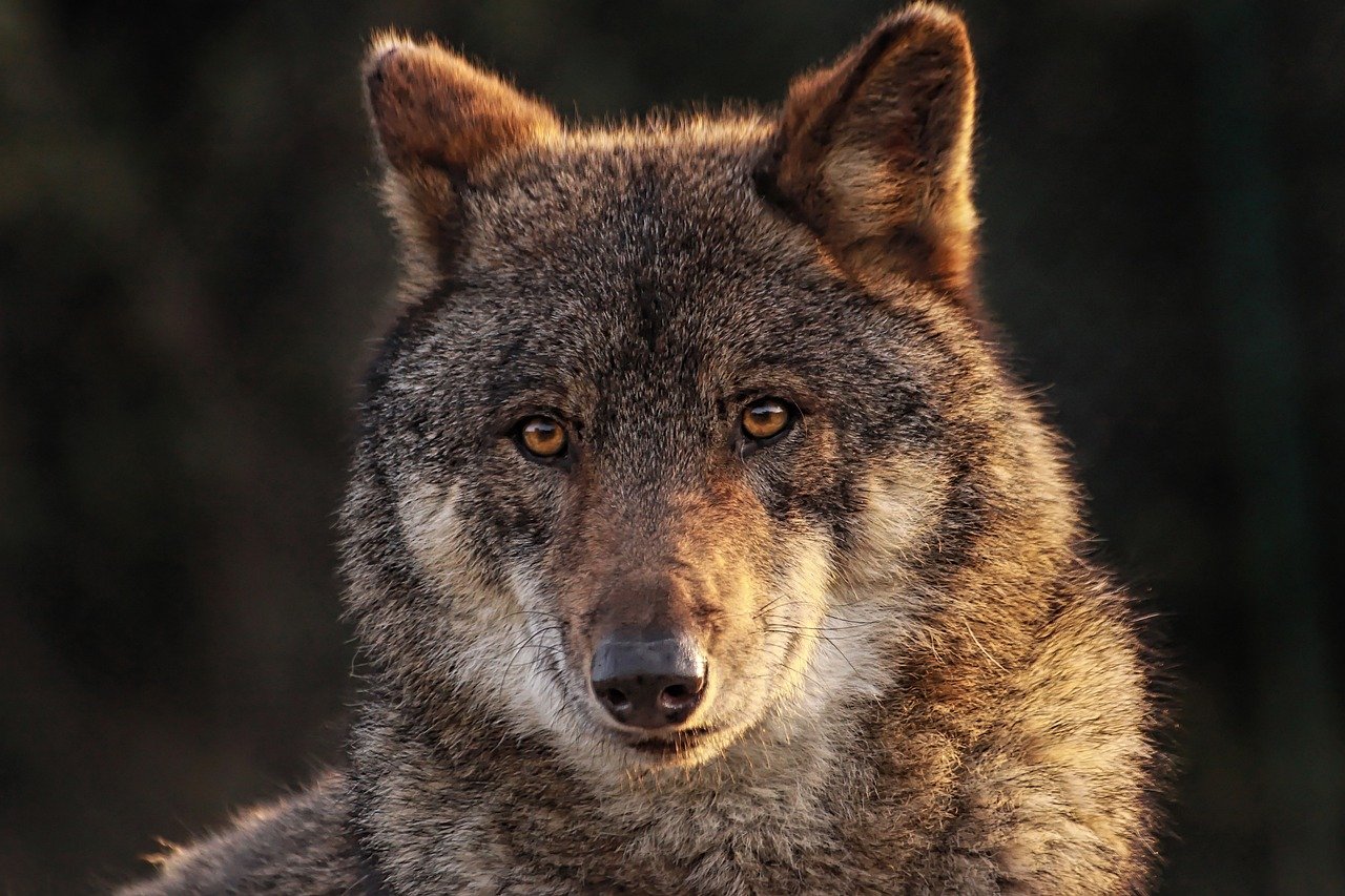 Lire la suite à propos de l’article Quel est le premier animal sauvage a avoir été domestiqué ?