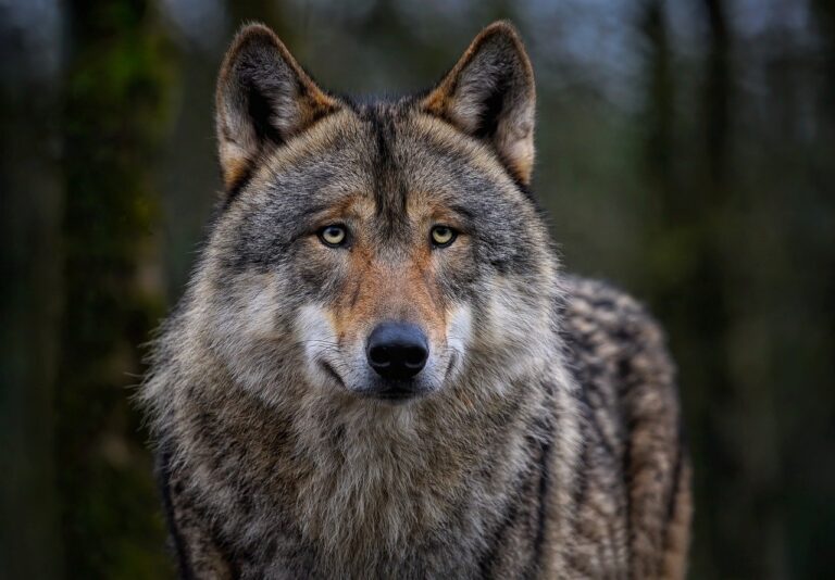 Lire la suite à propos de l’article Le loup solitaire existe-t-il ? Peut-il vivre sans meute ?