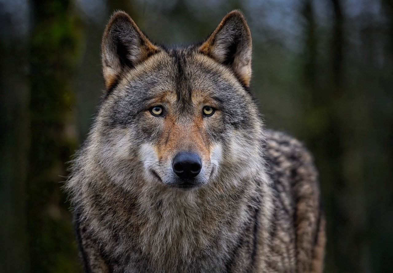 Lire la suite à propos de l’article Le loup solitaire existe-t-il ? Peut-il vivre sans meute ?