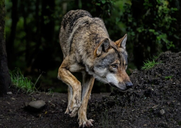 Lire la suite à propos de l’article Les loups attaquent-ils l’homme ?