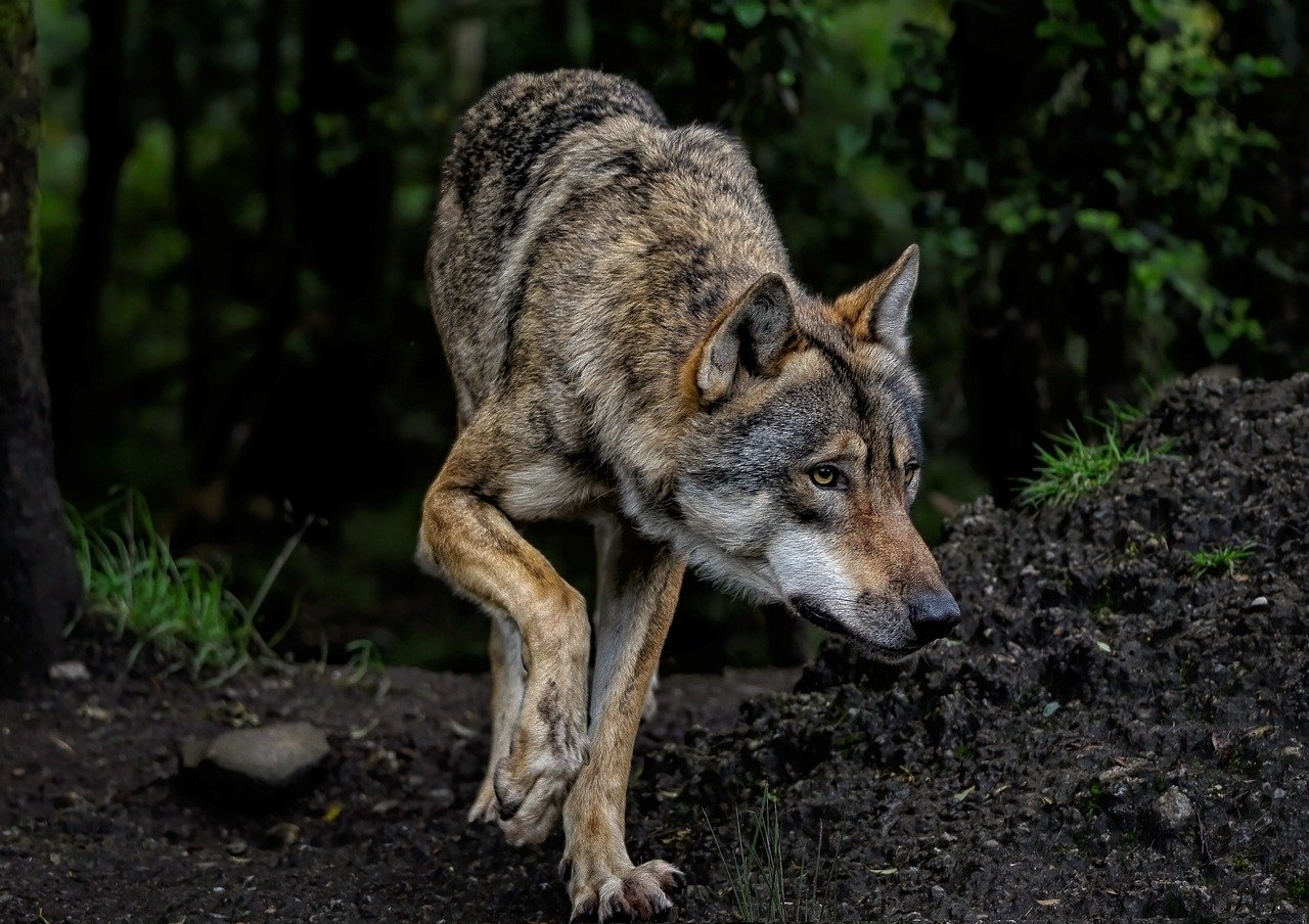 Lire la suite à propos de l’article Les loups attaquent-ils l’homme ?