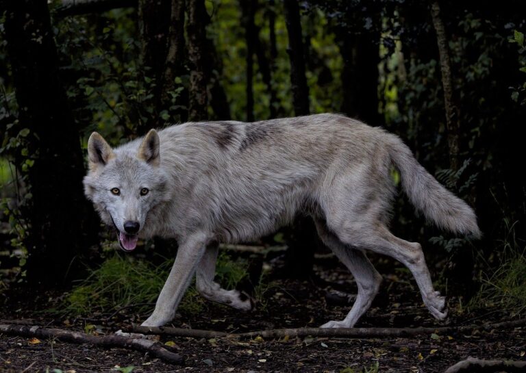 Lire la suite à propos de l’article Techniques de chasse du loup : comment les loups chassent-ils ?