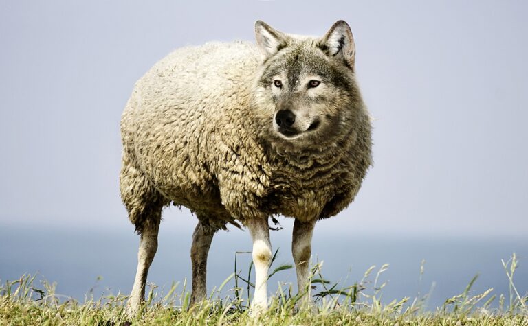 Lire la suite à propos de l’article 3 solutions pour protéger les moutons des attaques de loups !